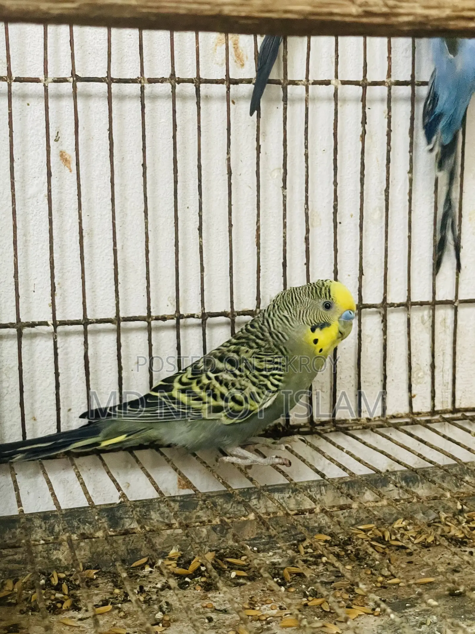 Budgerigar Bird