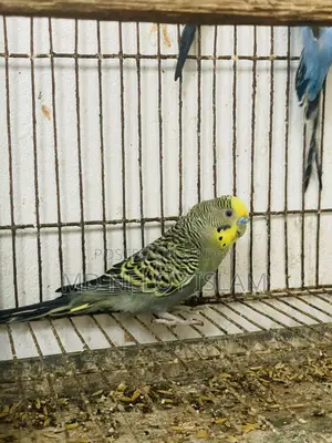 Budgerigar Bird