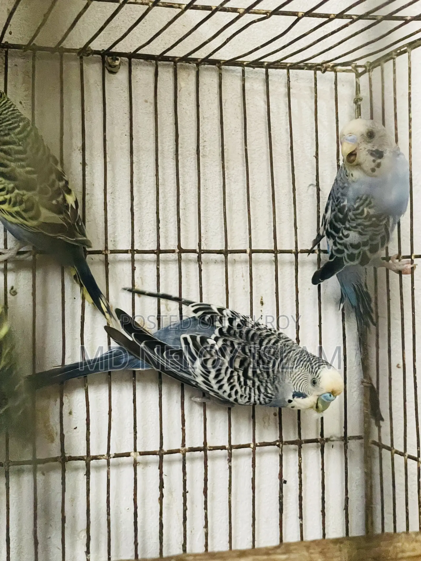 Budgerigar Bird