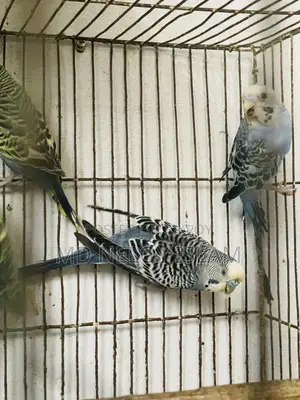 Budgerigar Bird
