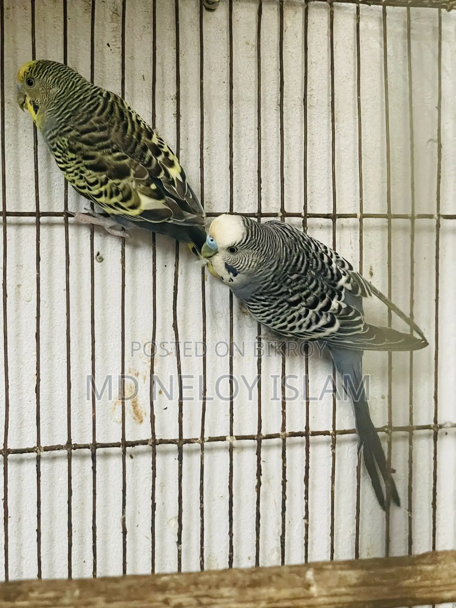 Budgerigar Bird