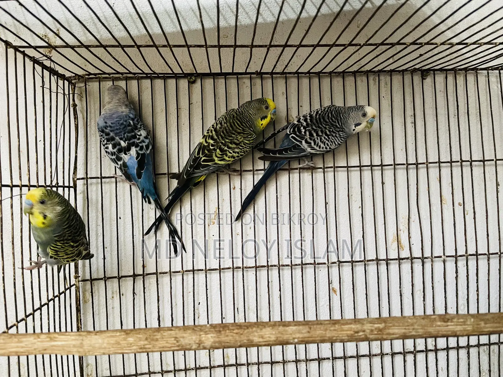 Budgerigar Bird