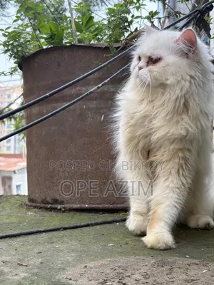 6-12 Months Male Purebred Persian