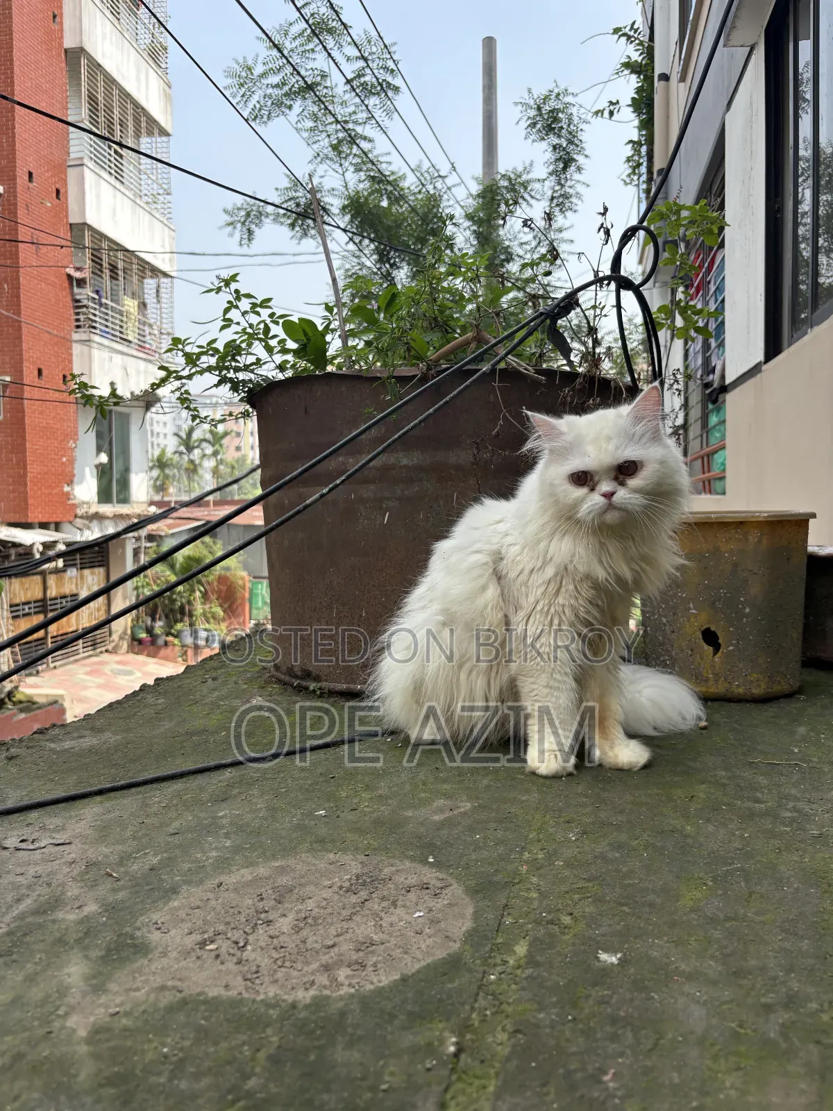 6-12 Months Male Purebred Persian