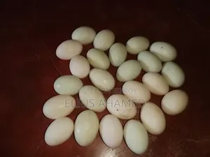Local Duck Eggs