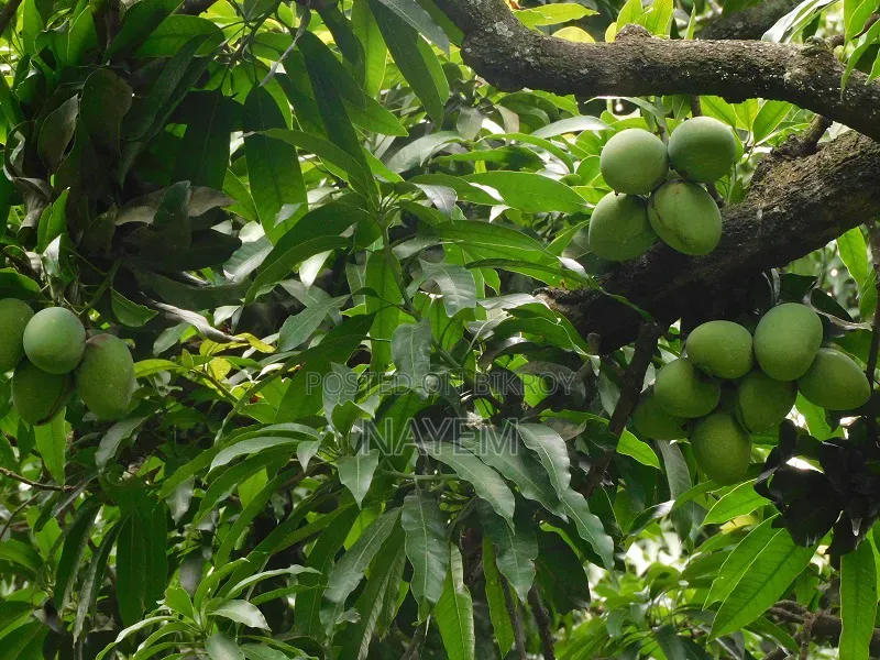 Rajshahi Mango