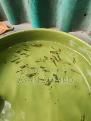 Tuxedo Koi Guppy Fry