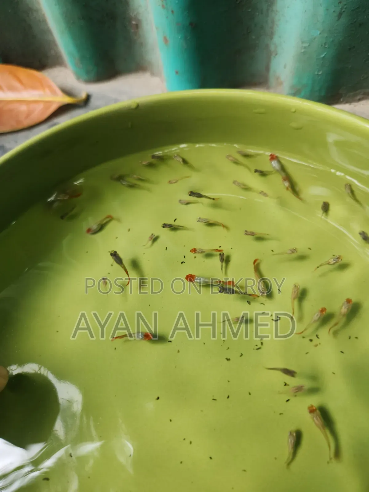 Tuxedo Koi Guppy Fry