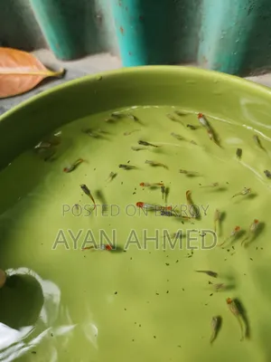 Tuxedo Koi Guppy Fry