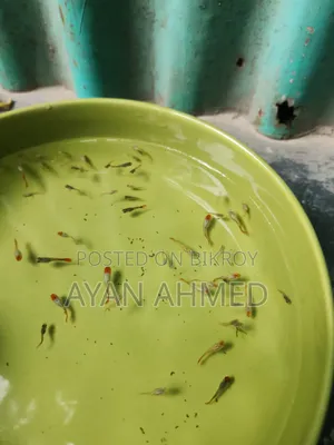 Tuxedo Koi Guppy Fry