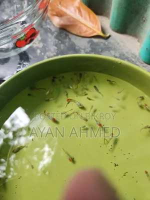 Tuxedo Koi Guppy Fry