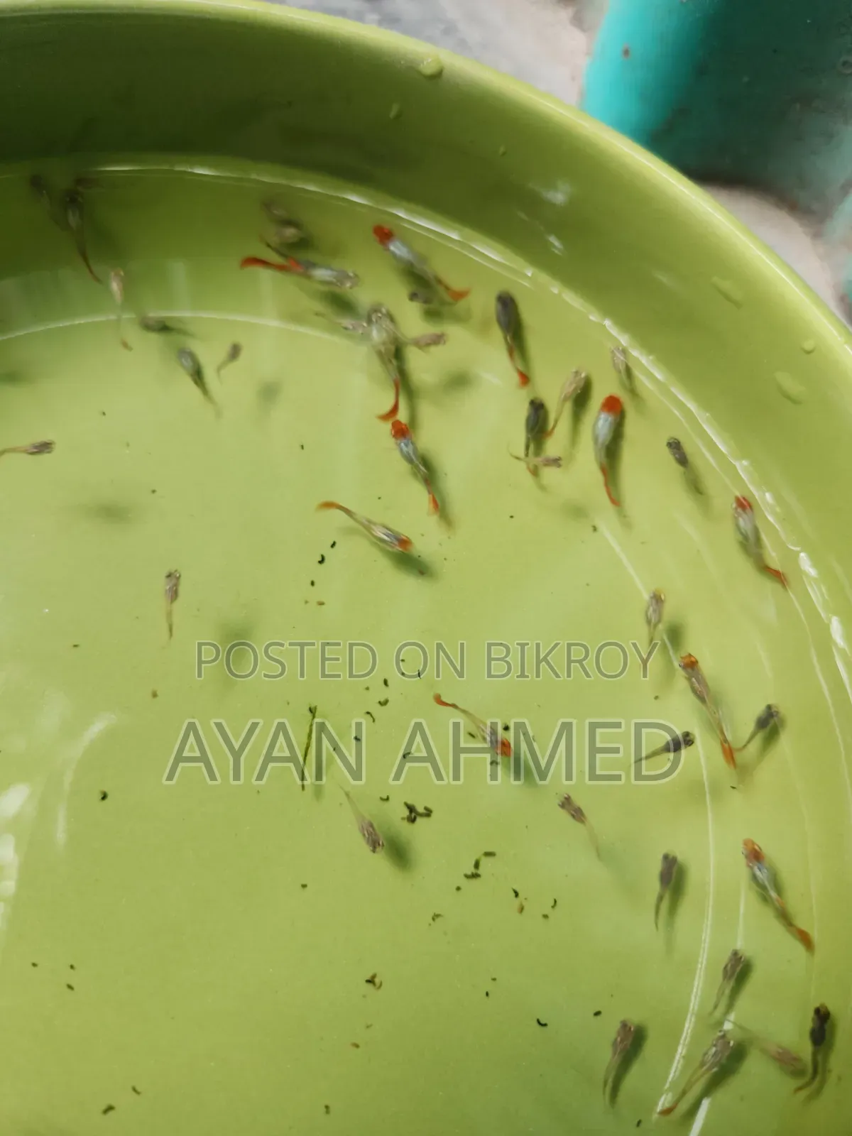 Tuxedo Koi Guppy Fry