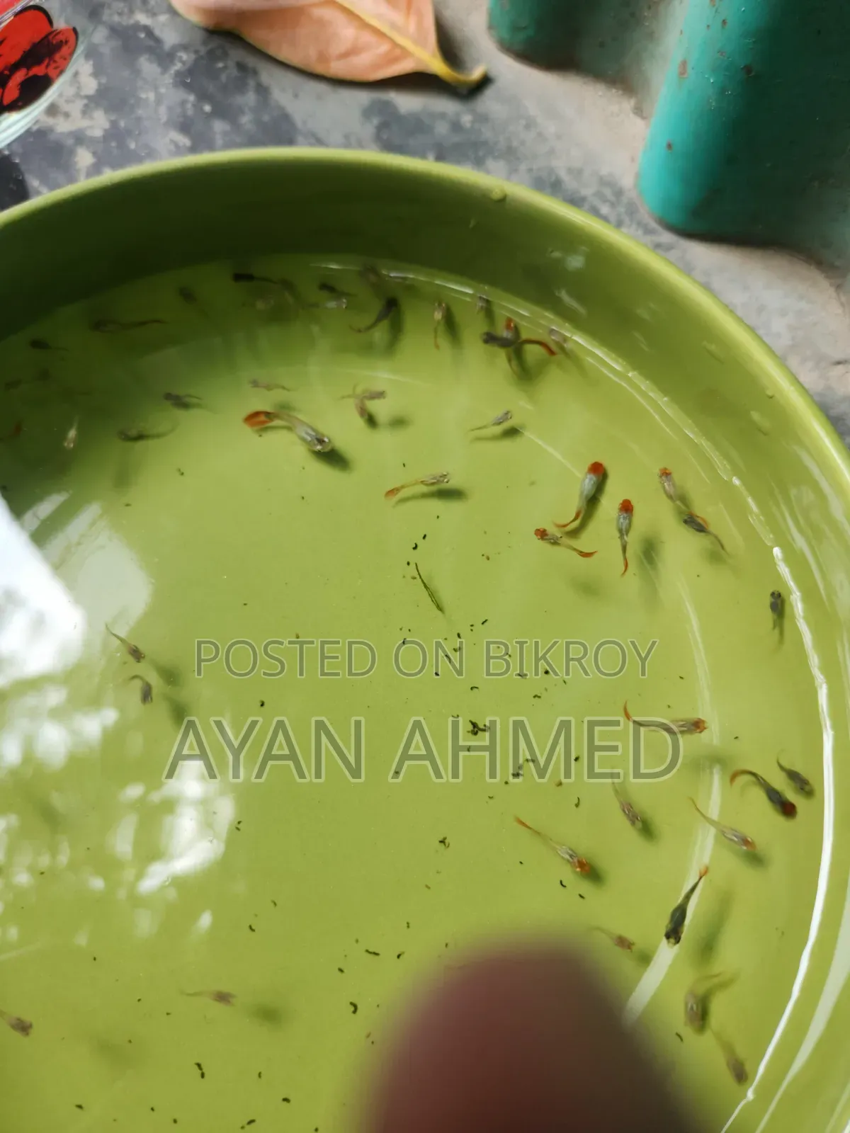Tuxedo Koi Guppy Fry