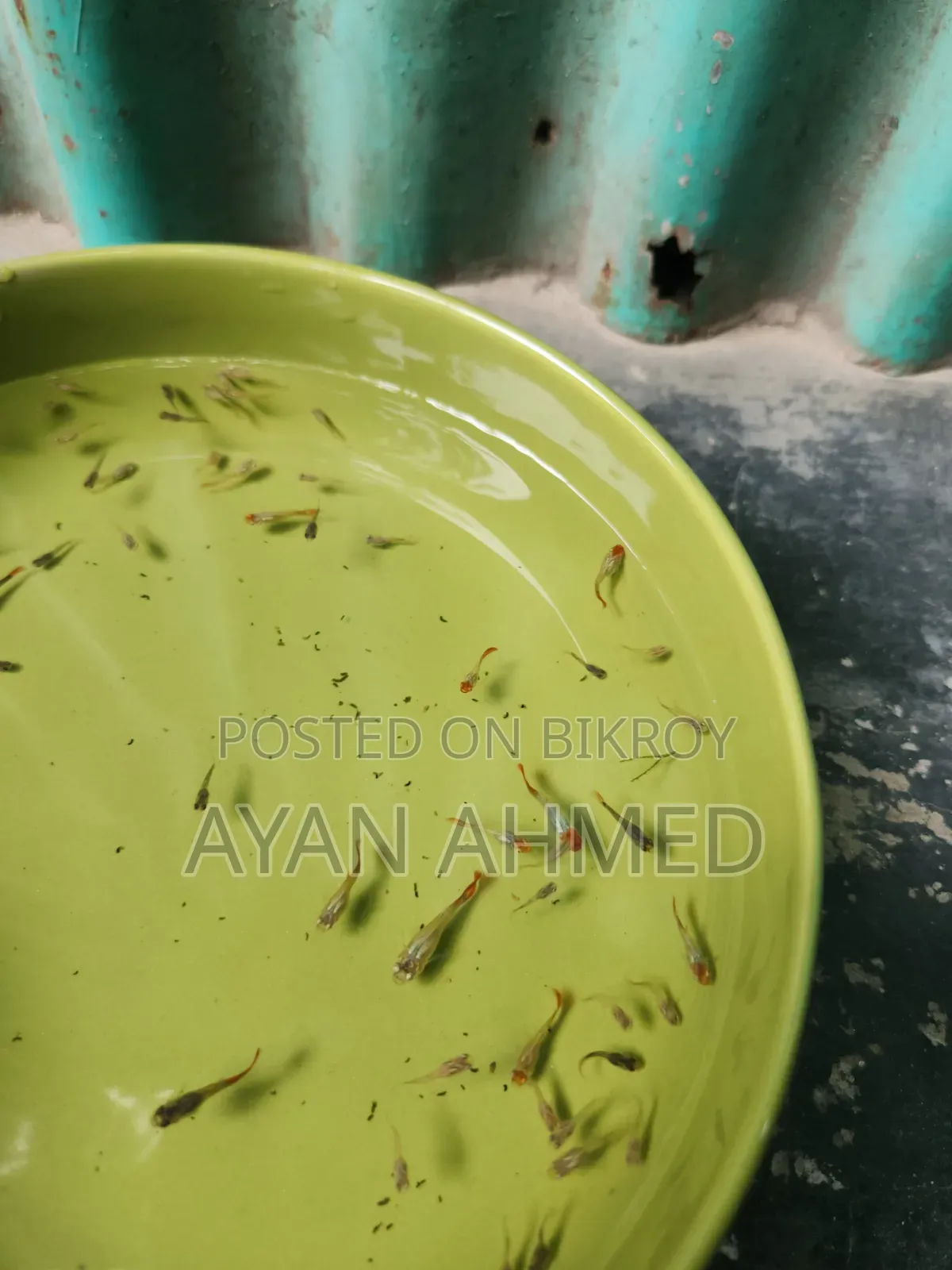 Tuxedo Koi Guppy Fry