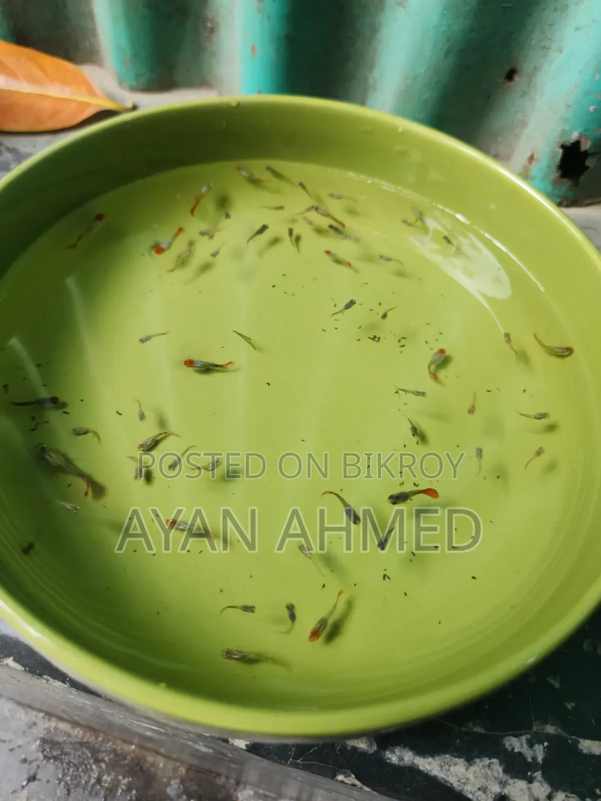 Tuxedo Koi Guppy Fry