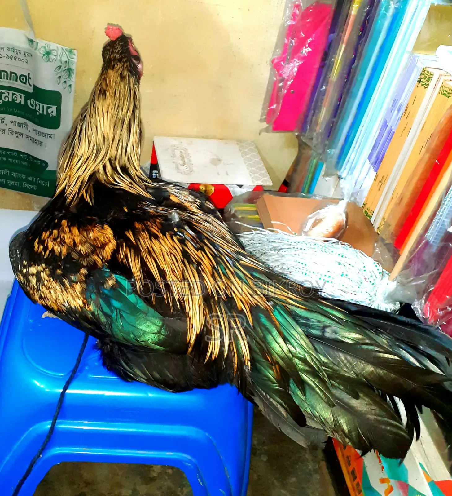Sorali Chicken for Sale