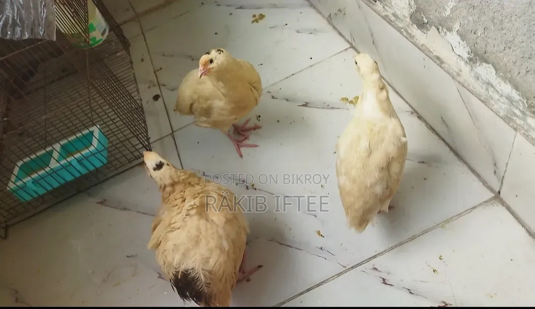 White Giant Coturnix Quail Bird