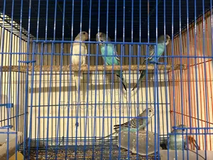 বাজিগর পাখি