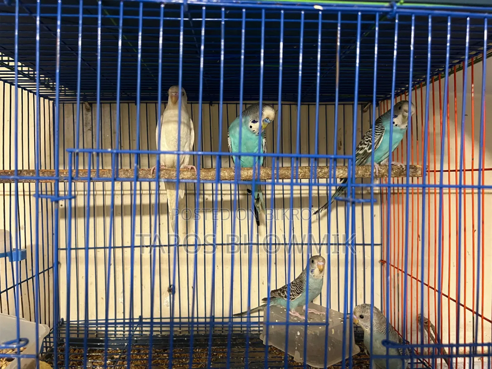 বাজিগর পাখি