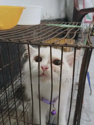 1-3 months Male Mixed Breed Persian