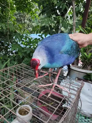 Purple Swamphen | Purple Swamphen