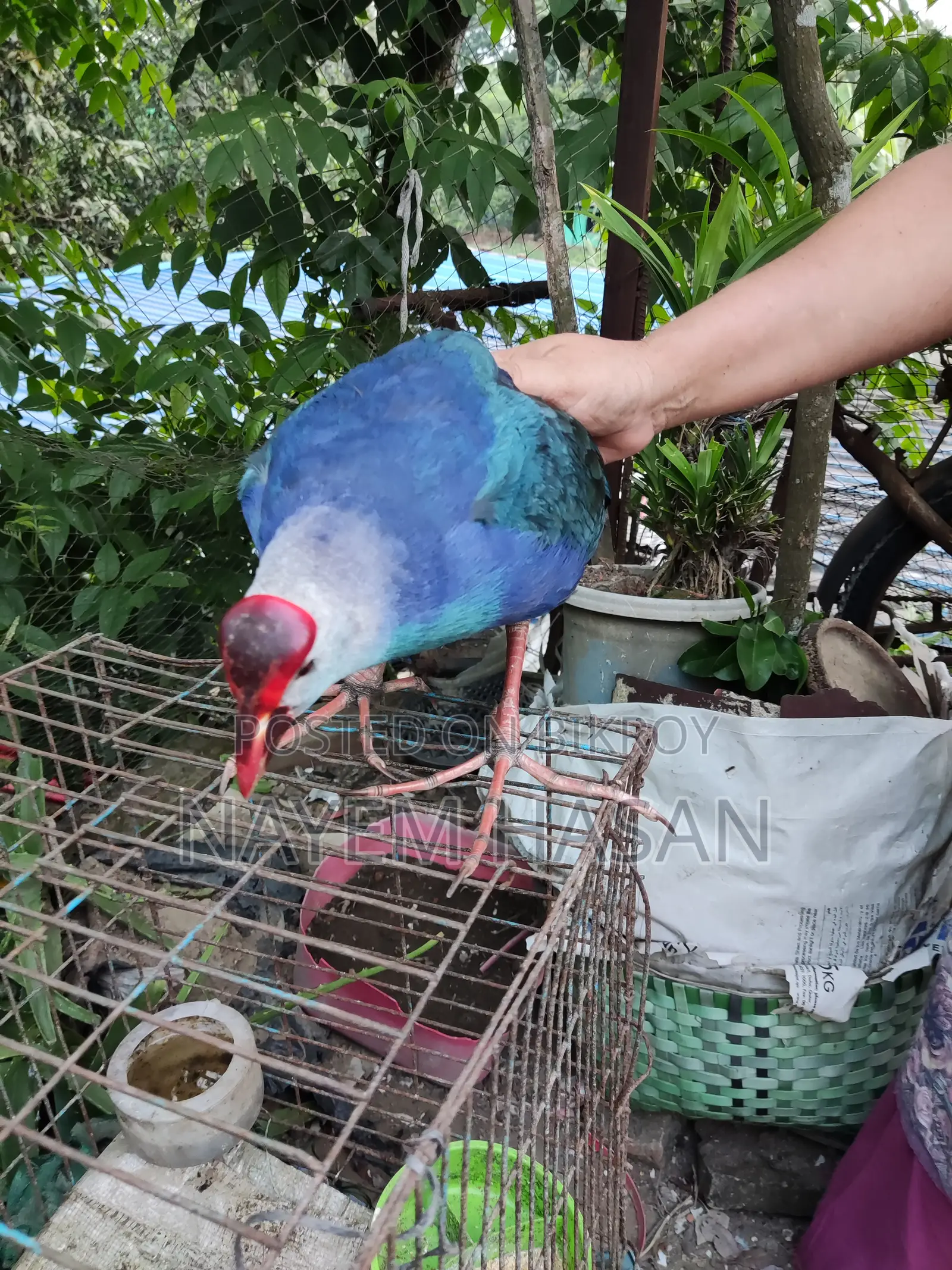 Purple Swamphen | Purple Swamphen