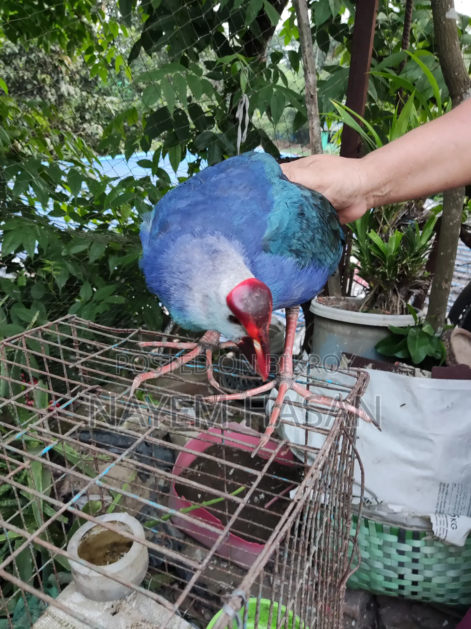 Purple Swamphen | Purple Swamphen