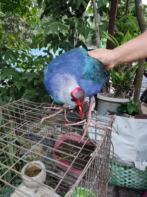 Purple Swamphen | Purple Swamphen