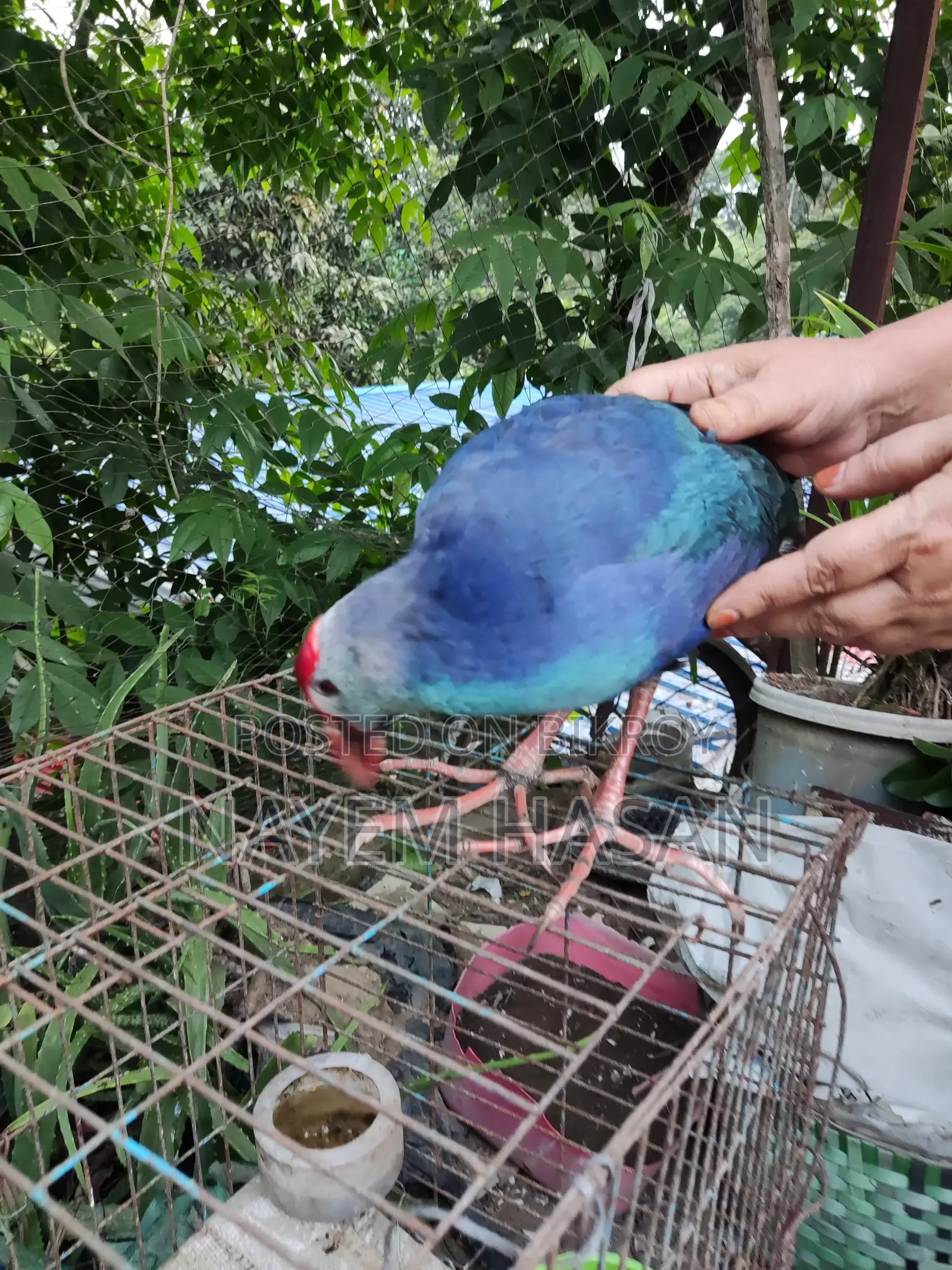 Purple Swamphen | Purple Swamphen
