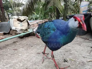 Purple Swamphen | Purple Swamphen