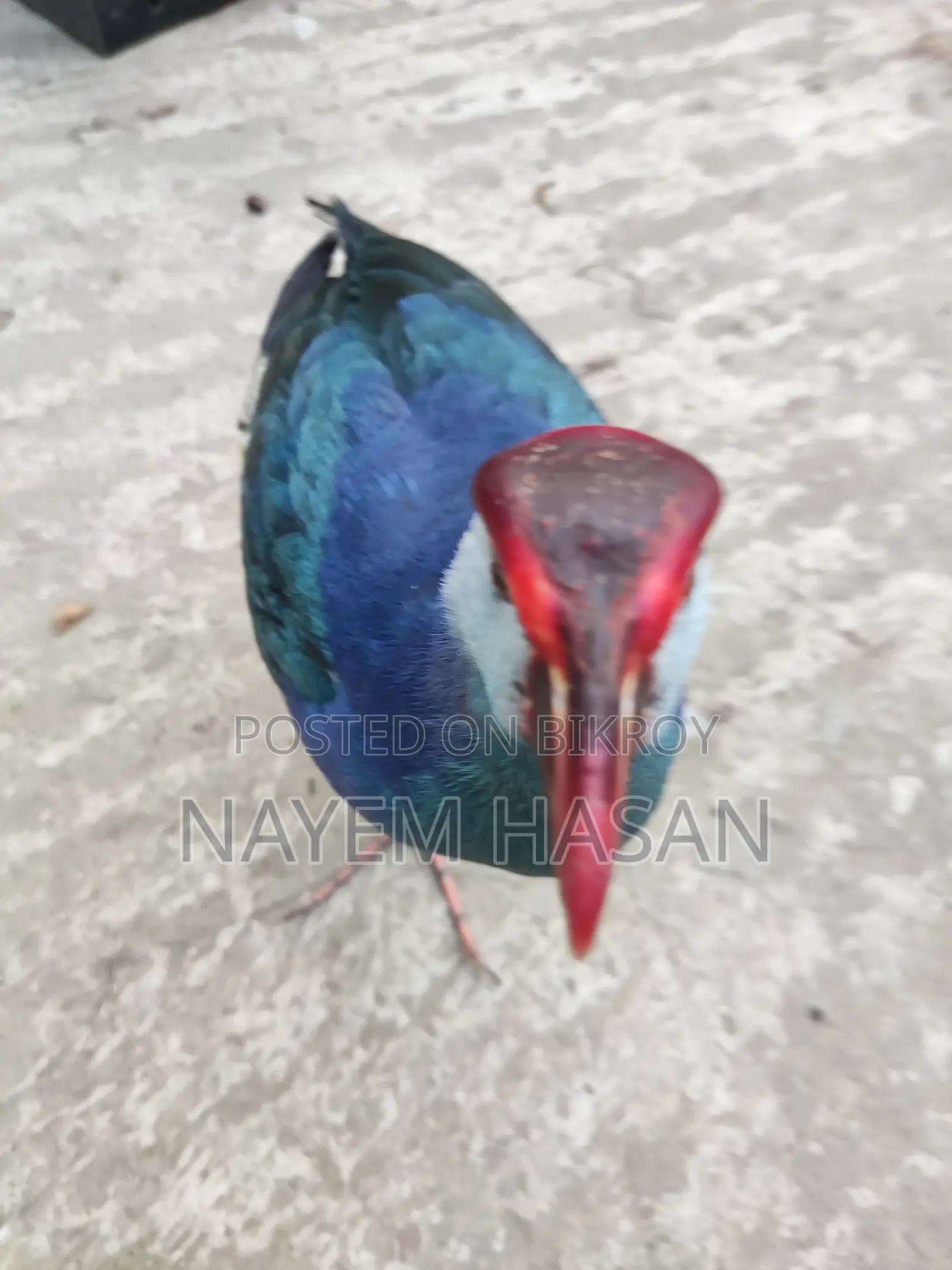 Purple Swamphen | Purple Swamphen