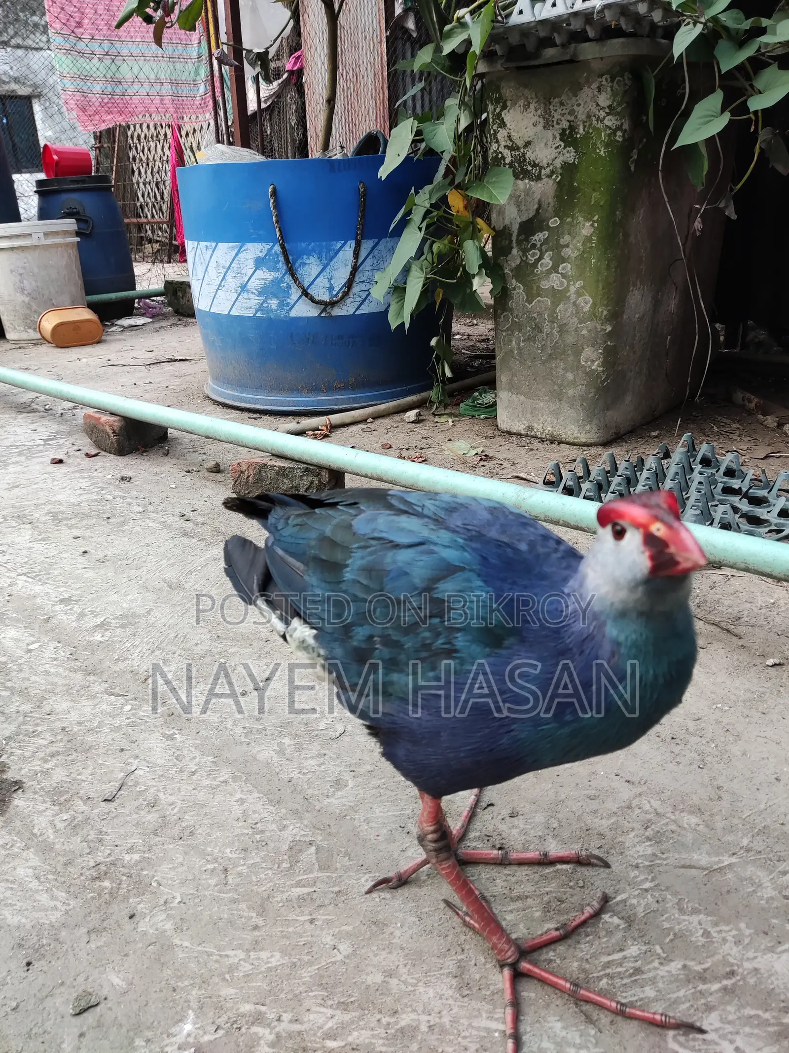 Purple Swamphen | Purple Swamphen