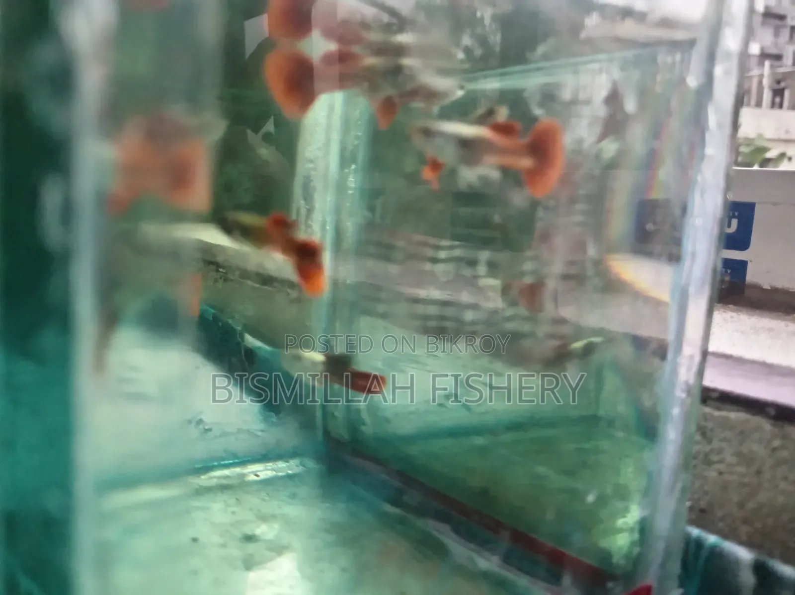 রেড টেইল প্ল্যাটিনাম আরটিপি