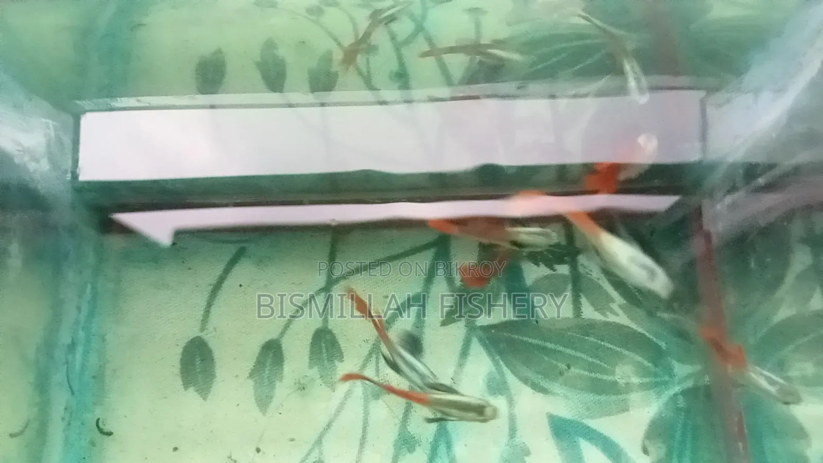 রেড টেইল প্ল্যাটিনাম আরটিপি
