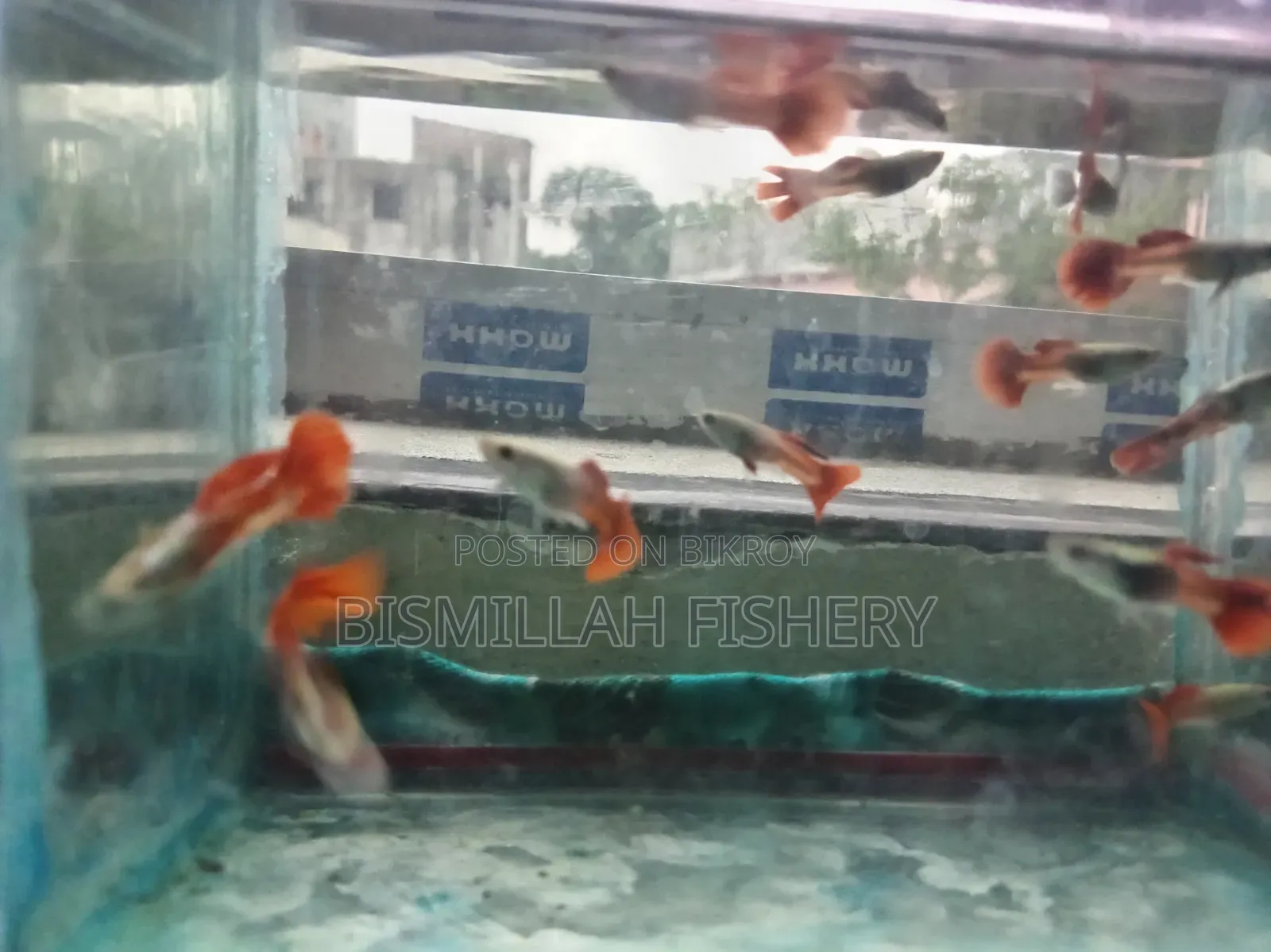 রেড টেইল প্ল্যাটিনাম আরটিপি