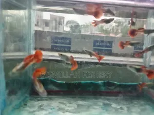 রেড টেইল প্ল্যাটিনাম আরটিপি