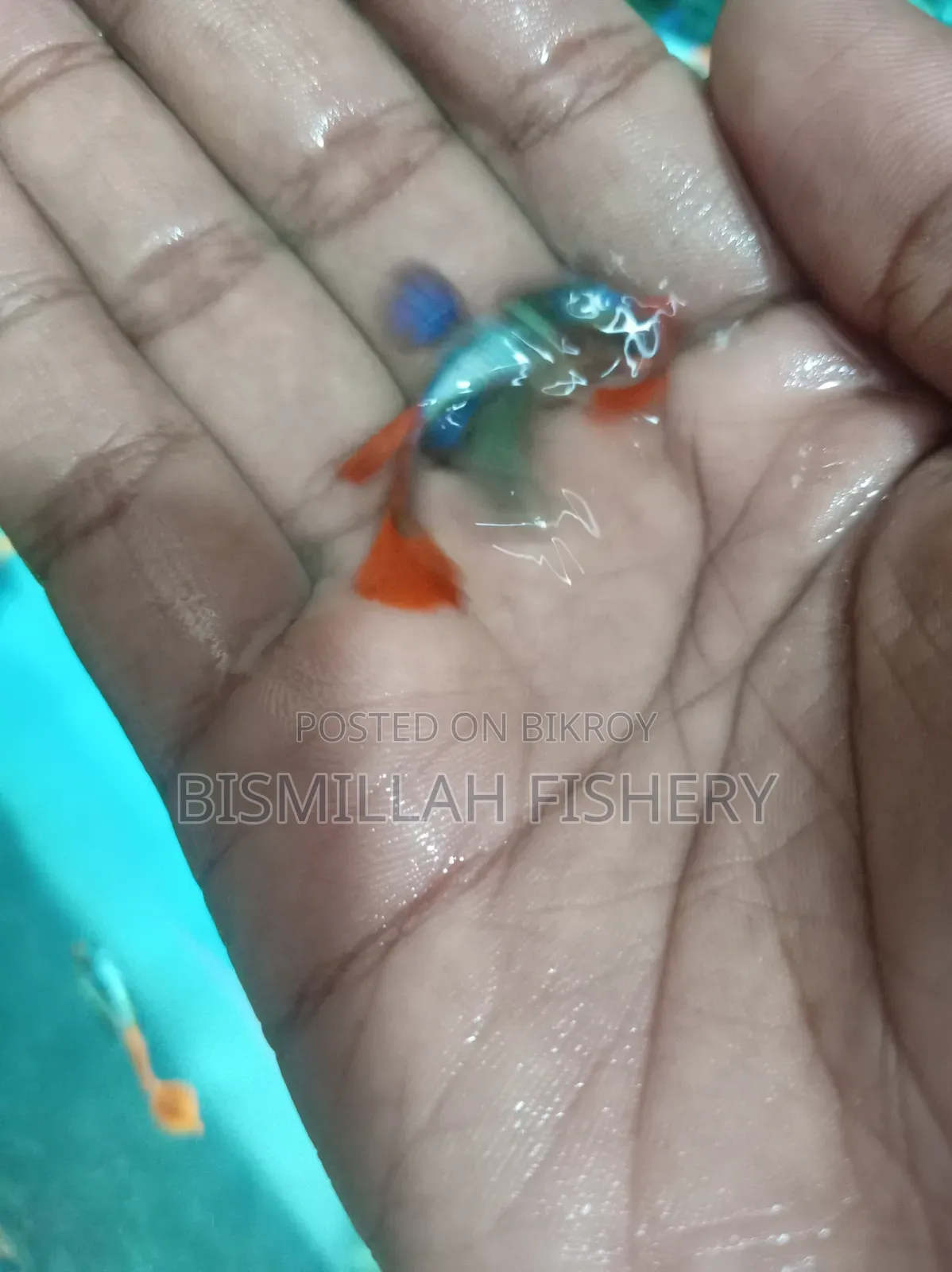 রেড টেইল প্ল্যাটিনাম আরটিপি