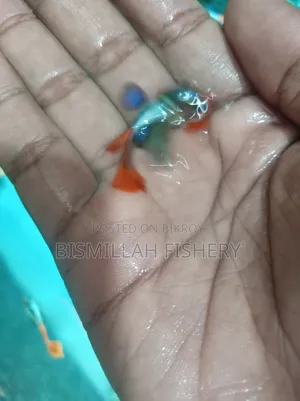 রেড টেইল প্ল্যাটিনাম আরটিপি