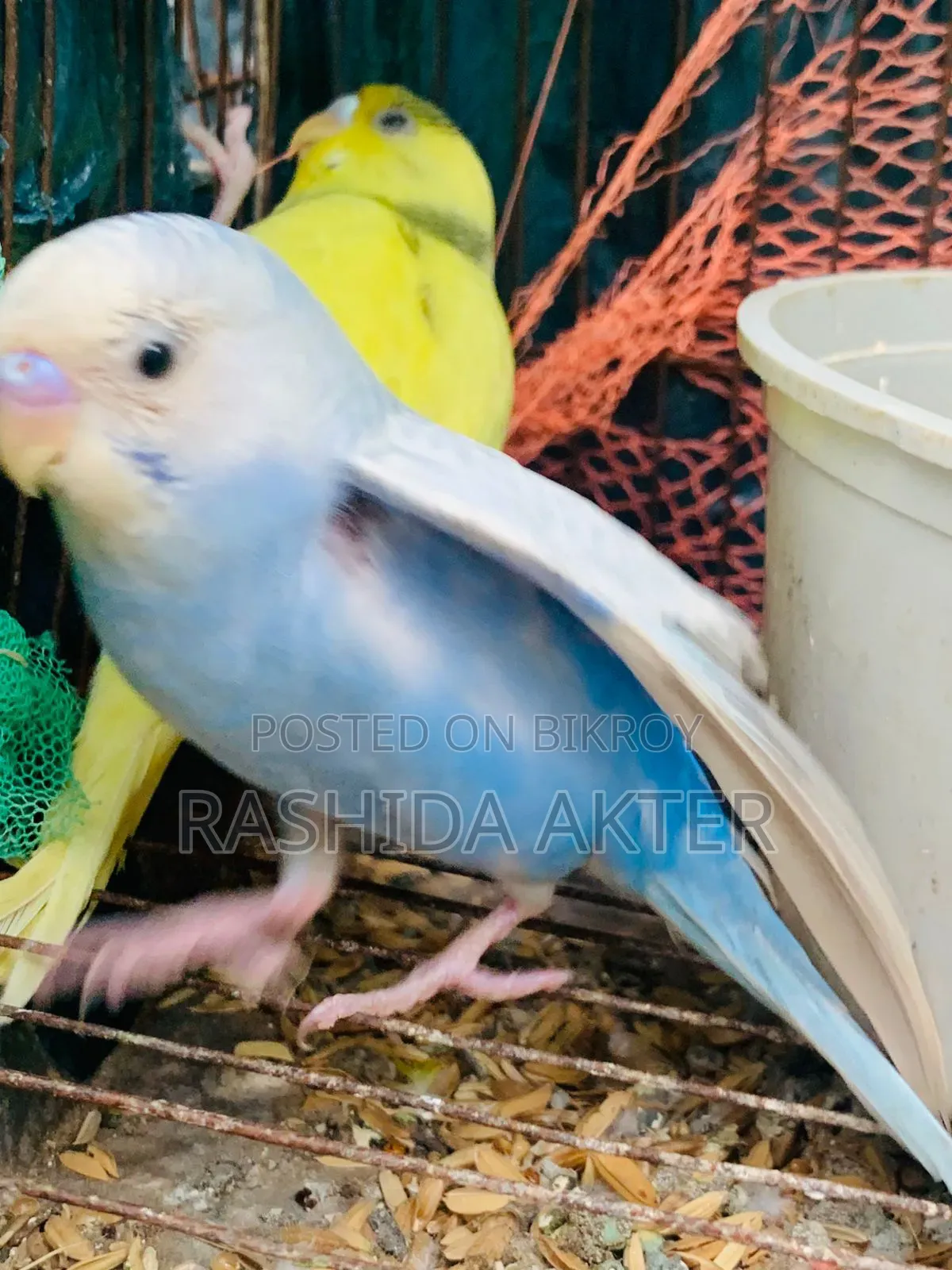 এডাল্ট বাজরিগার পাখি