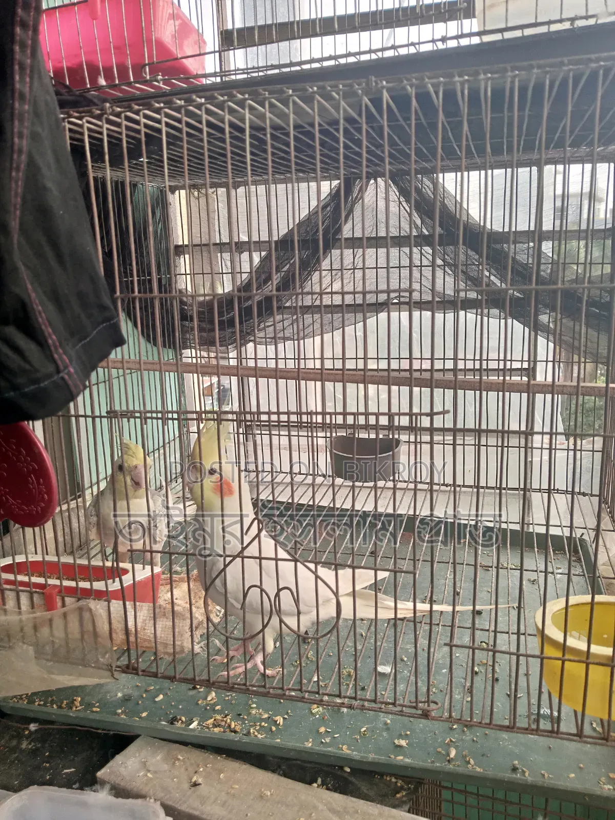 এক জোড়া ককাটেল পাখি