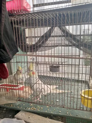 এক জোড়া ককাটেল পাখি