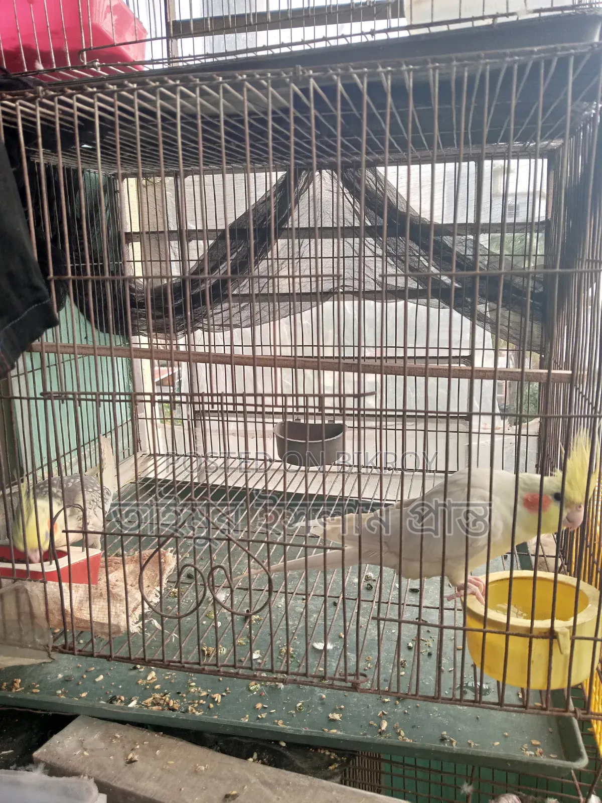এক জোড়া ককাটেল পাখি