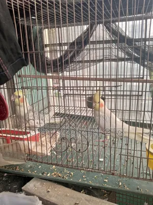 এক জোড়া ককাটেল পাখি
