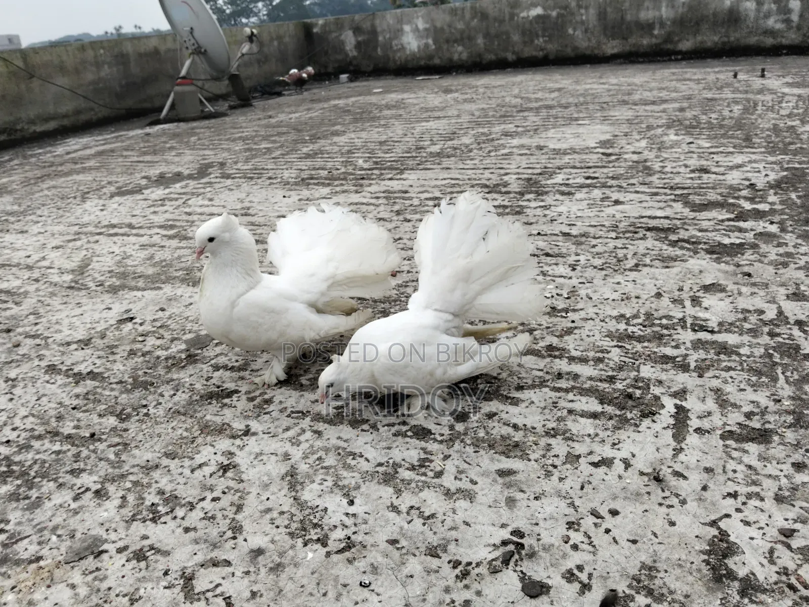 Lokkha Pigeon for Sale