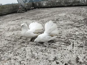 Lokkha Pigeon for Sale