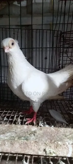 Pigeon Exchange