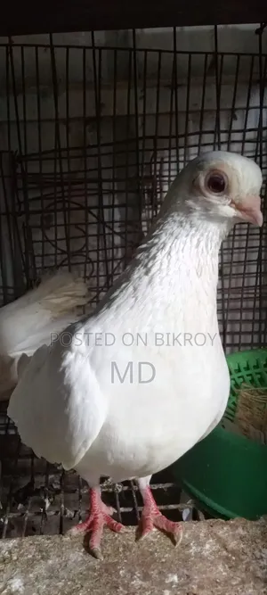 Pigeon Exchange