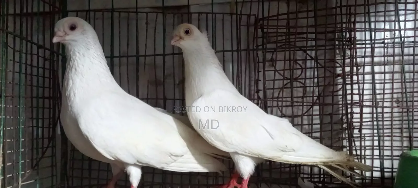 Pigeon Exchange