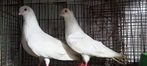 Pigeon Exchange