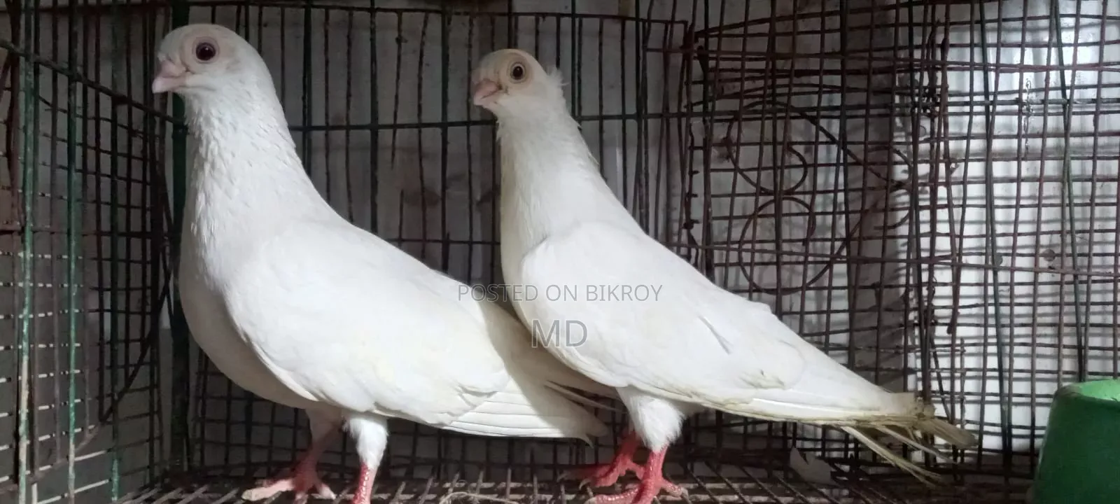 Pigeon Exchange